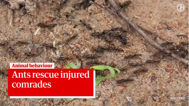 Paramedic Ants